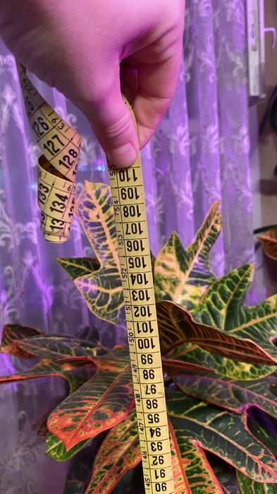 Продам шикарнейший Кодиеум (кротон)