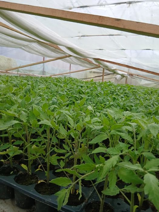 Vand rosii,Rila,kalina,prekos