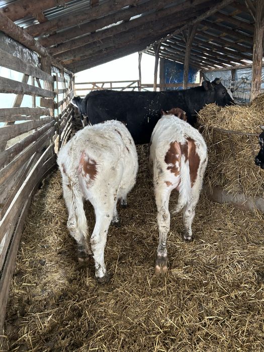 Vand vitei mai multe detali la nr de telefon