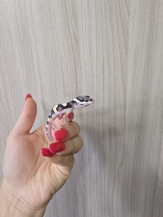 Шикарный малыш эублефар