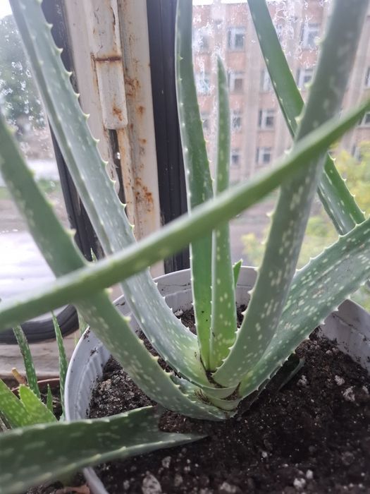 Продам алоэ вера лечебный