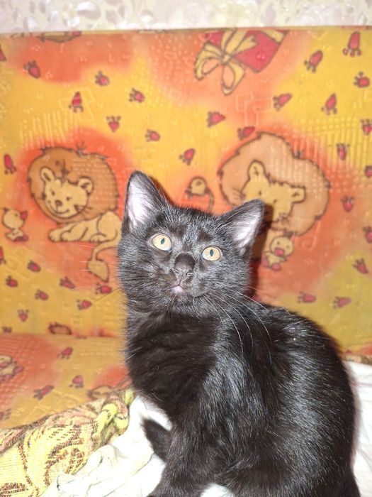 Котята бесплатно Тараз