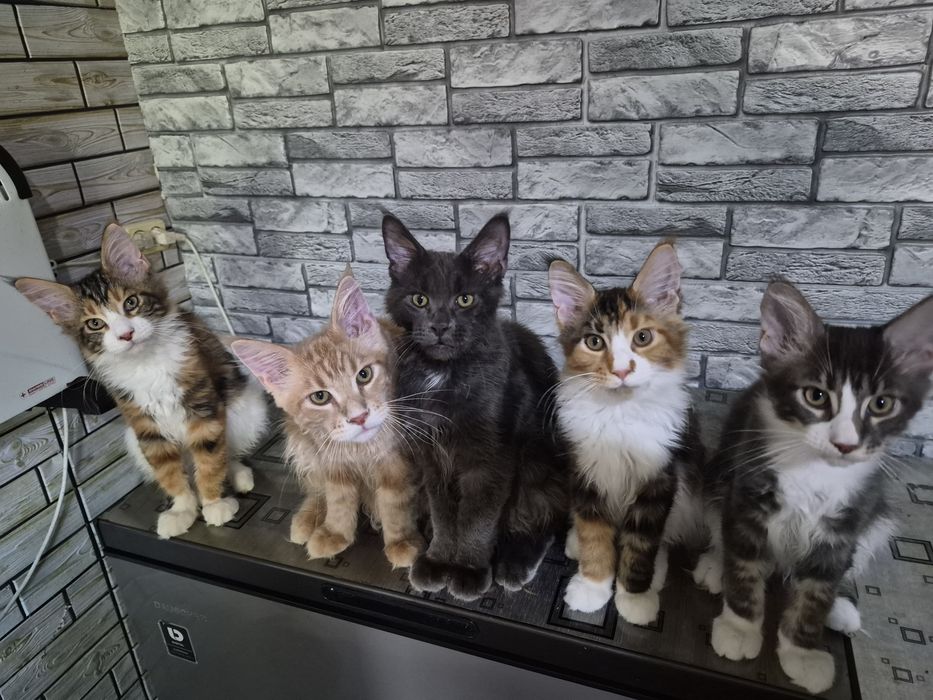 Котята Мейн кун. Готовы к переезду.