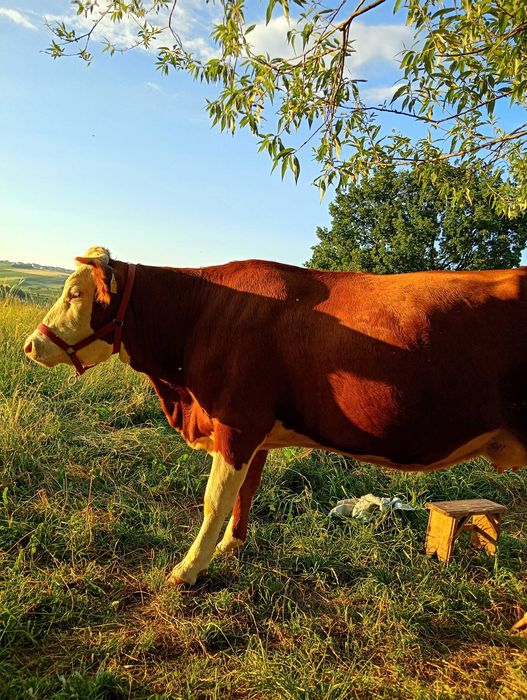 Vacă vălțată gestantă în 6 luni, la a doua fătare
