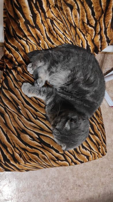 Вислоухий котенок 3мес