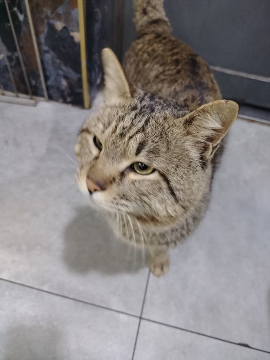 Uy mushugi urushqomas