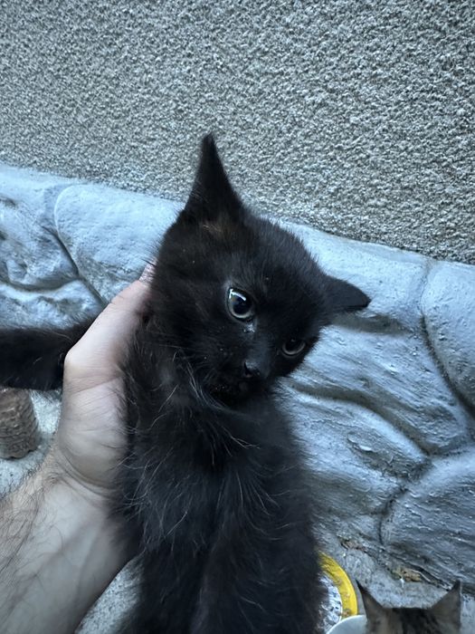 Котенок черный мальчик