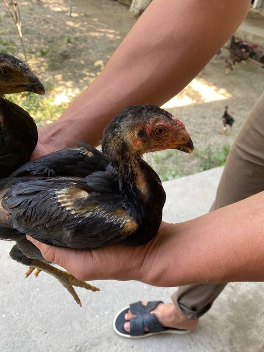 Damashni Jo'ja dakan