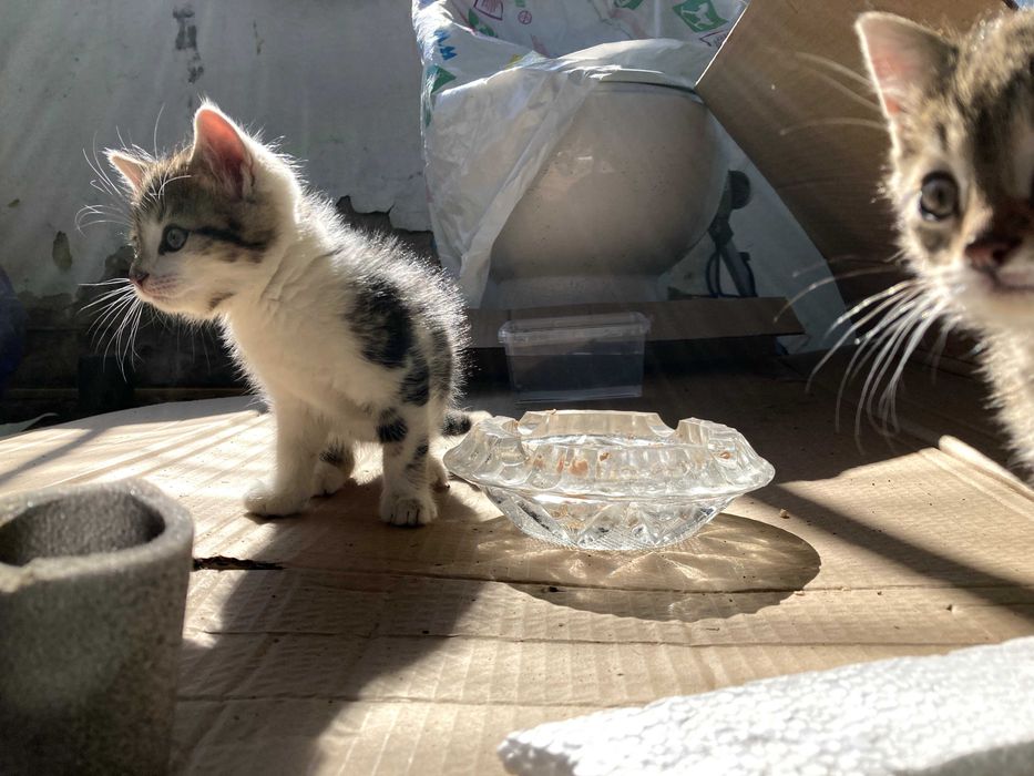 Котета за осиновяване