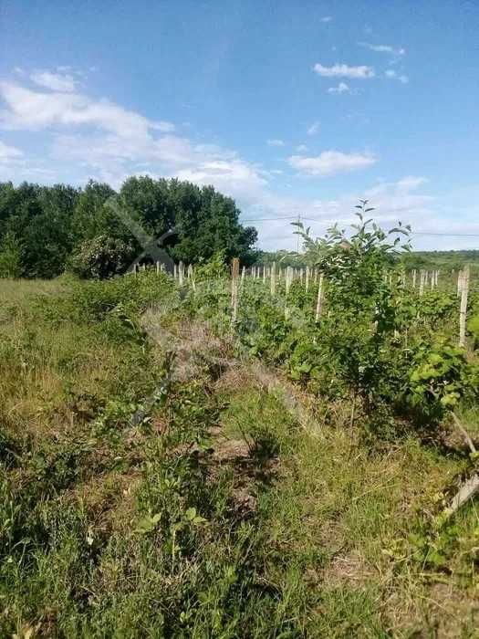 Продава се Парцел в с. Горна махала, Област Пловдив - 3000 кв.м за 8 €/кв.м - Снимка #2