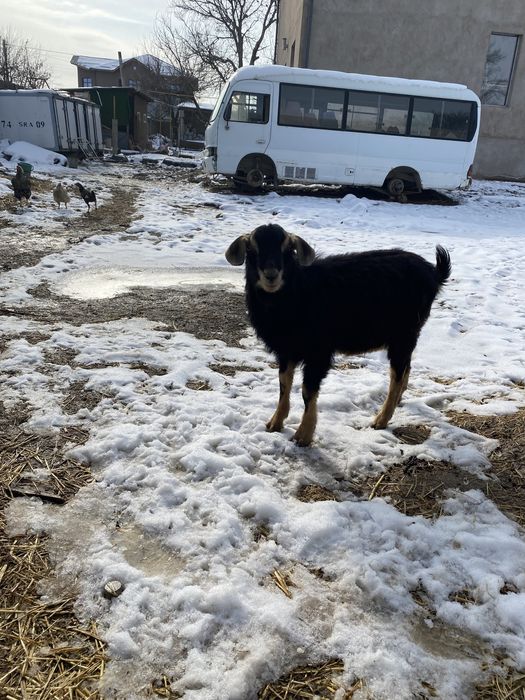 Еркек лақ сатылады