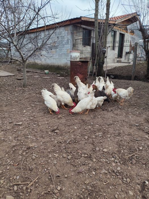 Петли бял легхорн 20лв