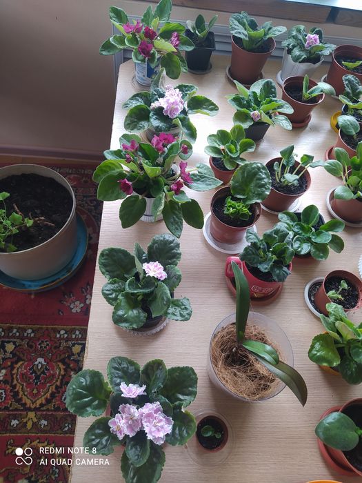 Комнатные цветы фиалки