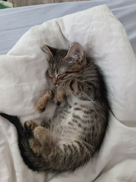 Котенок девочка бесплатно