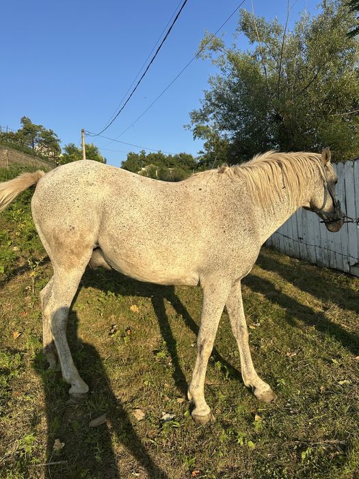 Buna ziua se vinede cal in varsta de 11ani este foarte cuminte