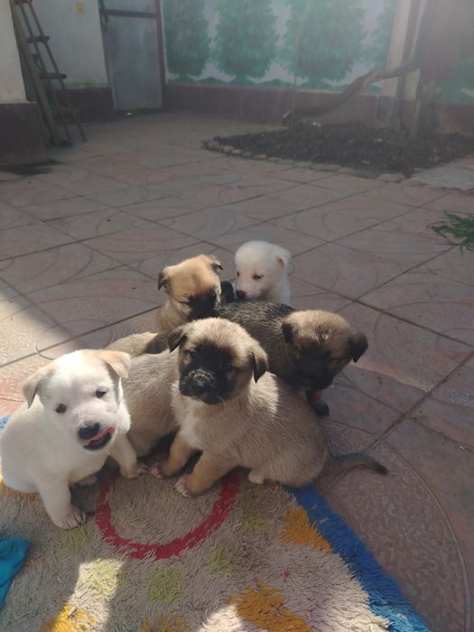 Щенки акита ину  отец  мать помесь