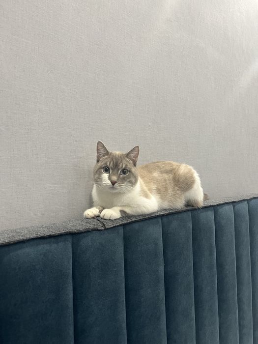 Вязка линкс поинт кот
