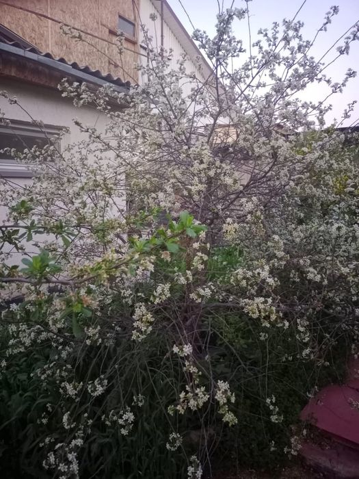 Продается 5 комнатный дом