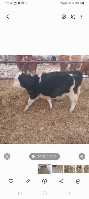 Продам тёлку подсосную!