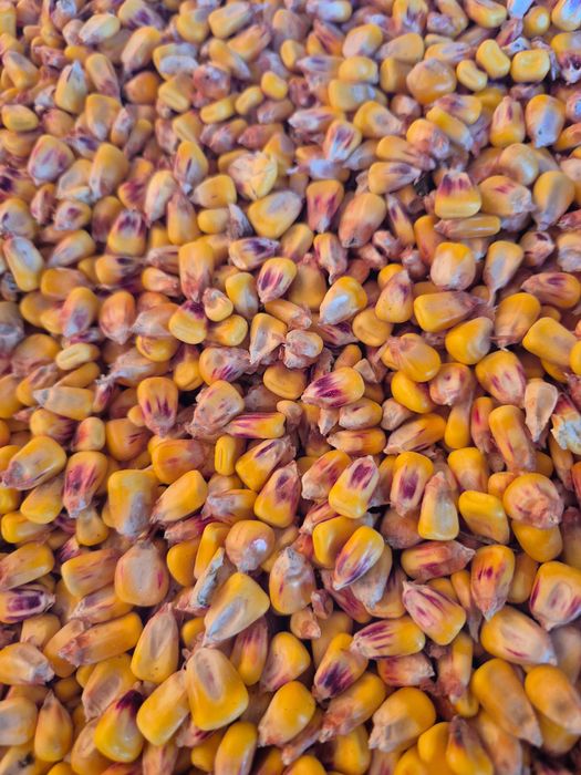 Porumb boabe ambalat in saci noi 2025