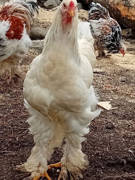 Gaini brahma super preț!