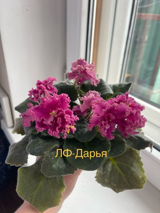 Продам цветущие сортовые фиалки