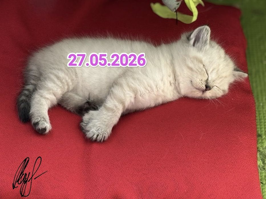 Чистокровные Британские котята