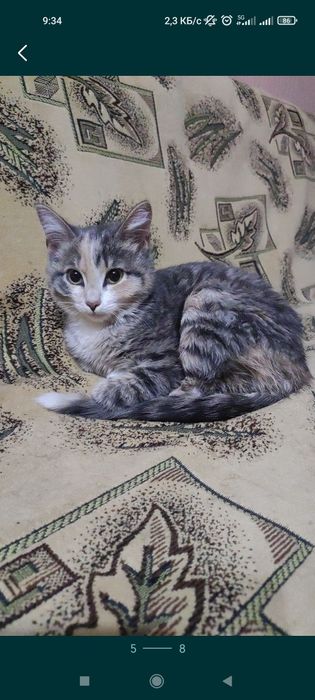 Котенок девочка 4,5 месяца