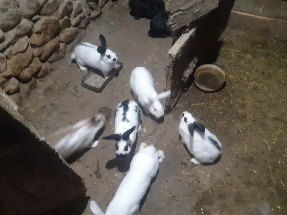 Продавам эайци мъжки/женски