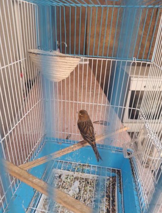 Канарейка самец,самка