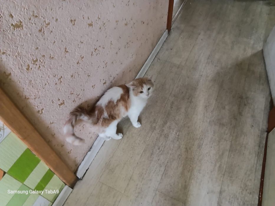 Британец в добрые руки Караганда