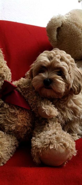 малтипу мъжки и женски  кученца