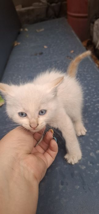Продам котят в добрые руки