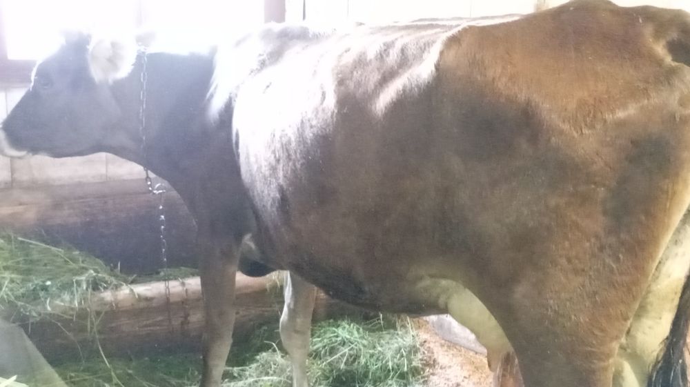 Vând vacă tânără cu lapte bună de ținut