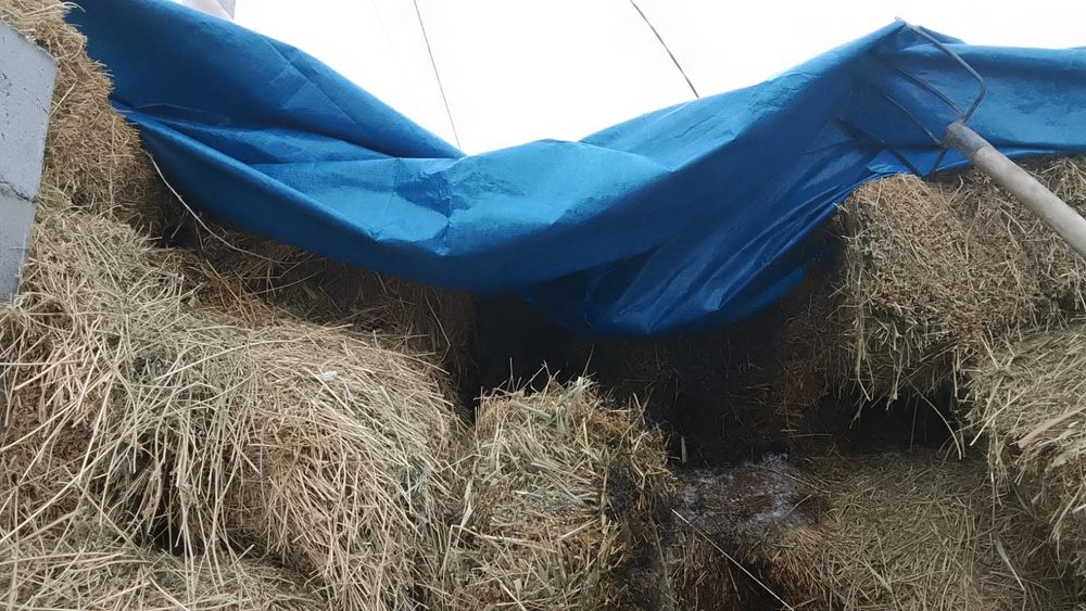 Жоңышқа сатылады