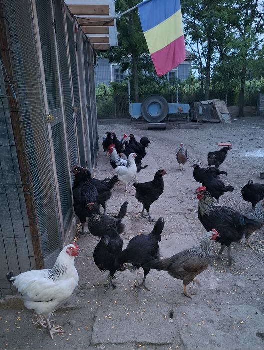 Pui Jersey Giant,, Sussex HD si Porțelan.