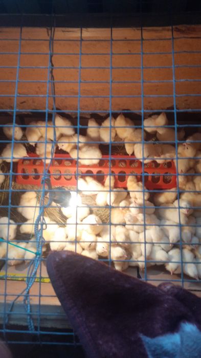 Ведётся запись на цыплят бройлер