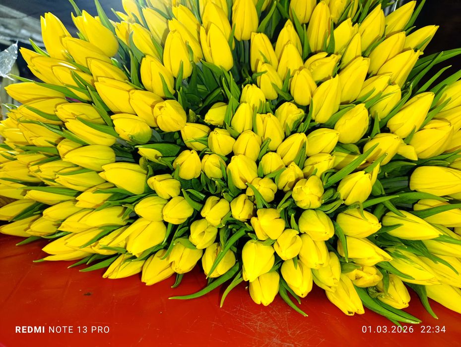 Продам свежесрезанные тюльпаны.