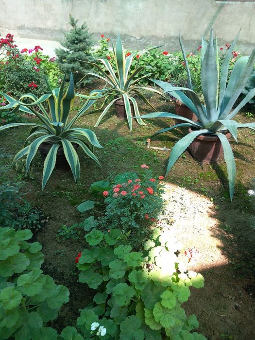 Продается агава большая