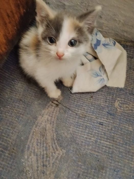 отдам котят в добрые руки