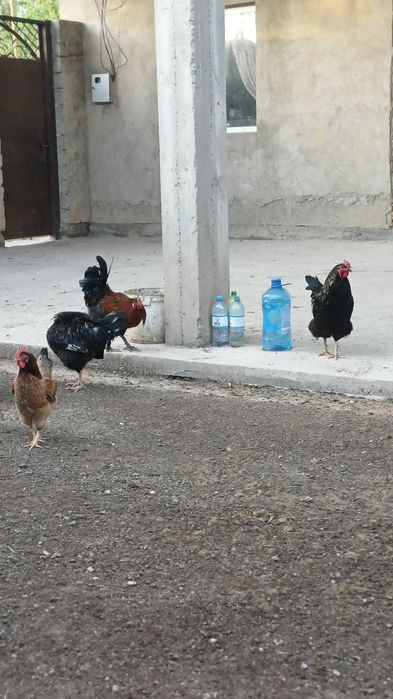 Қораздар сатылады