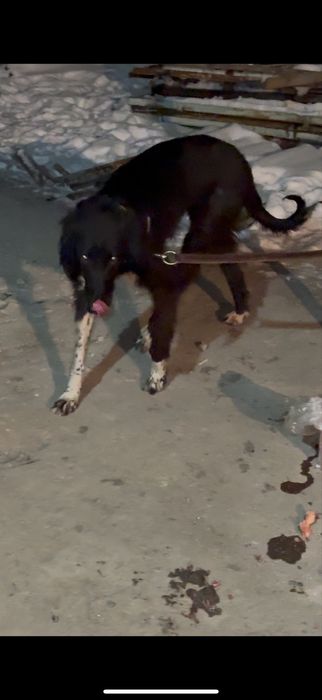 Қумай тазы кушиктер сатылады срочно