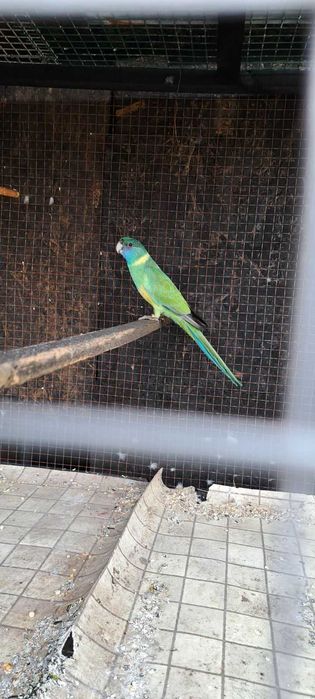 Продавам малай серама.