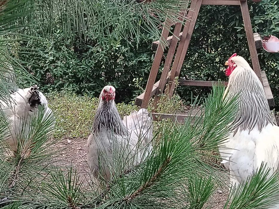 Колумбийска брама