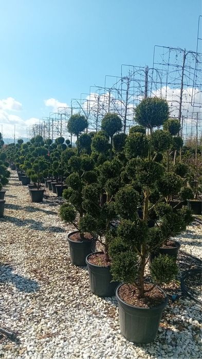 Plante ornamentale