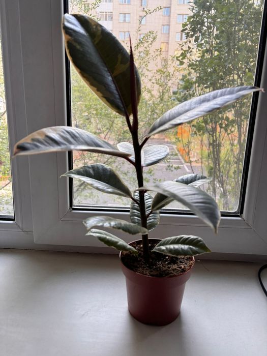 Продам фикус Эластика