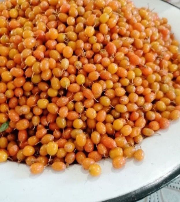 Облепиха облепиха