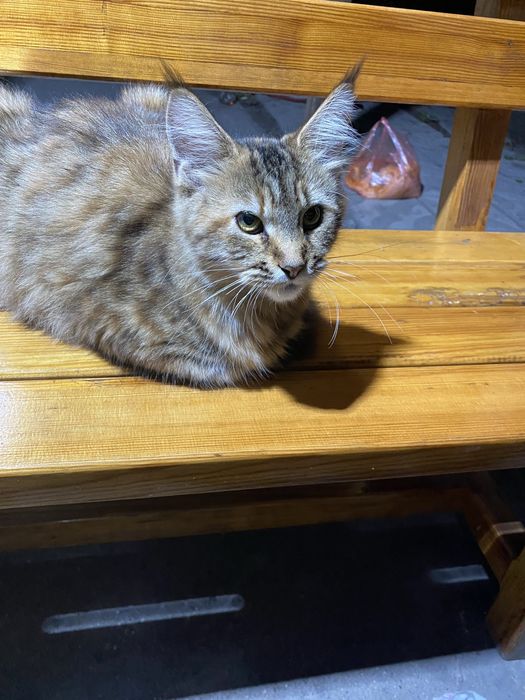 Пропала кошка! В районе восточного!