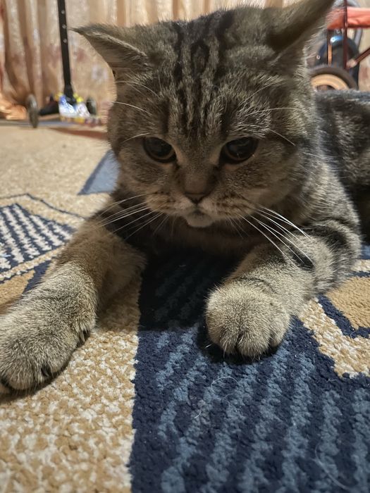 Отдам бесплатно кошку в добрые руки