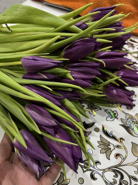 Тюльпаны ОПТОМ и в розницу